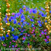 The Flower Garden