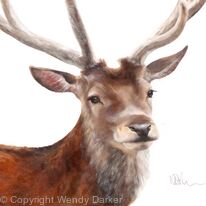 Stag