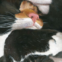 Little Cat
