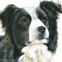 Collie