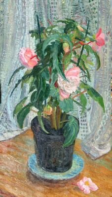 Begonia