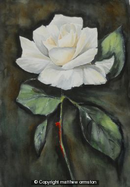Blonde Rose
