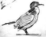 Shag Study