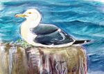 Black Backed Gull