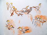 Gannet Studies