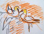 Gannet detail from sketch