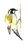 Great Tit