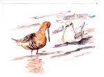 Black-tailed Godwit and Black-headed Gull
