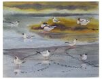 Shelduck  Gulls, Arne, Dorset
