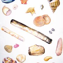 Commercial Work for English Nature