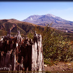 Mount St. Helens stump