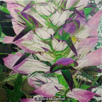 Acanthus