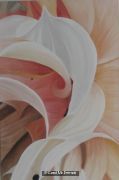 dahlia petals