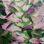 Acanthus