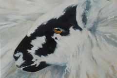mountain sheep