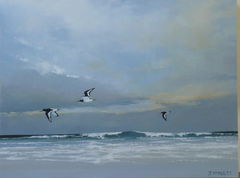 oystercatcher flight