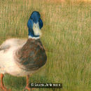 Mallard