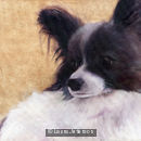 Butterfly dog