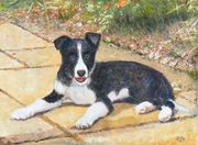 RORY - Border Collie Puppy (12 weeks old)