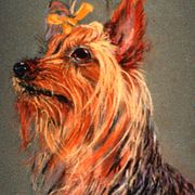 Yorkie