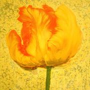 Yellow Tulip
