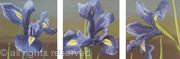 Irises Triptych