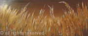 Gold Field