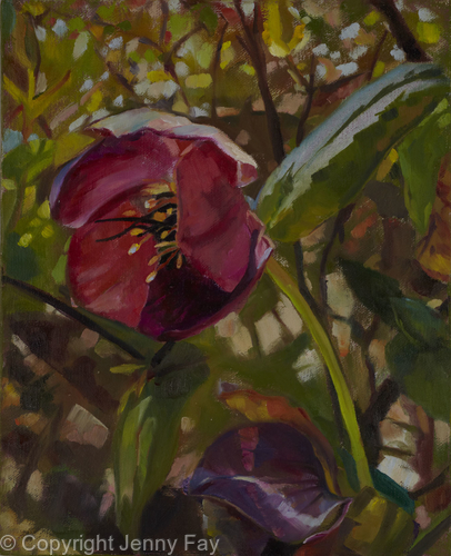 Hellebore