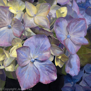 Blue Hydrangea, Morning