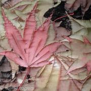 Pink Leaf
