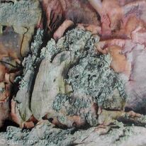 Lichen and Bark