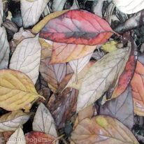 Autumn Colour