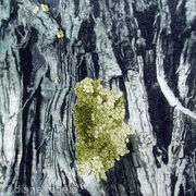 Lichen Patch