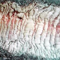 Tiger Bark