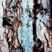 Blue Sequoia