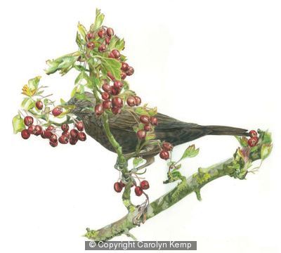 Blackbird - Berry anyone?