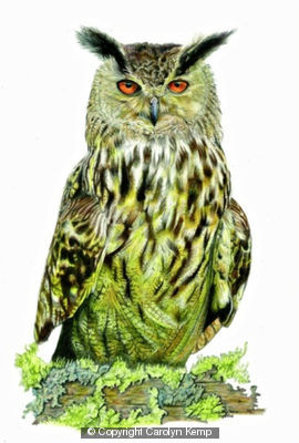 Eagle Owl - working up an appetite