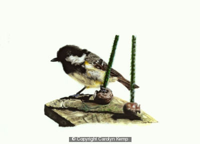 Coal tit - waiting its chance