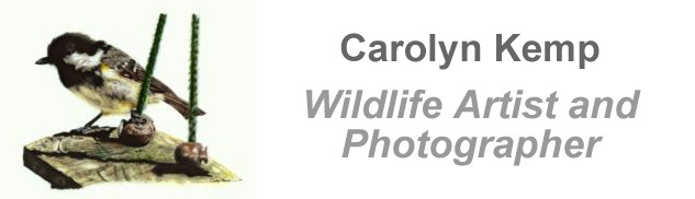 Carolyn Kemp - wildlife artist and photographer