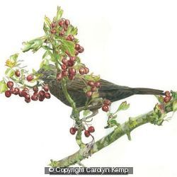 Blackbird - Berry anyone?