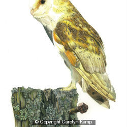Barn Owl - An old rotting post