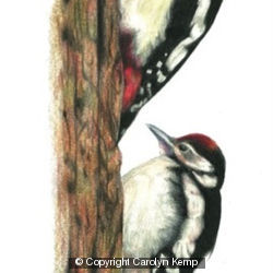 Great Spotted Woodpecker - learning the ropes