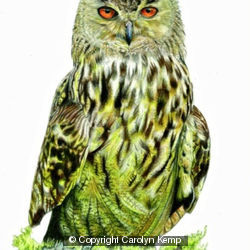 Eagle Owl - working up an appetite