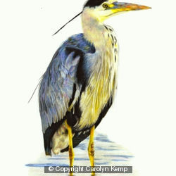 Grey Heron - silently watching