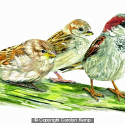 House Sparrows - watching how its done