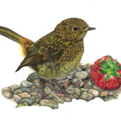 Robin - A prized possession