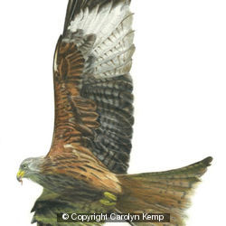 Red Kite - Enjoying the updraft 