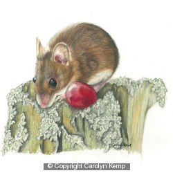 Field Mouse - One fine grape