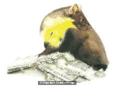 Pine Marten - ever alert 