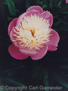 Colour Photos1